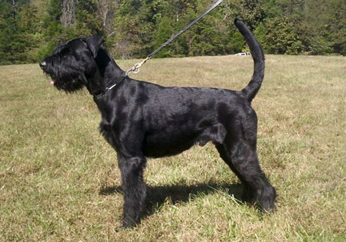 Quenlan vom Nordexpress | Giant Schnauzer 