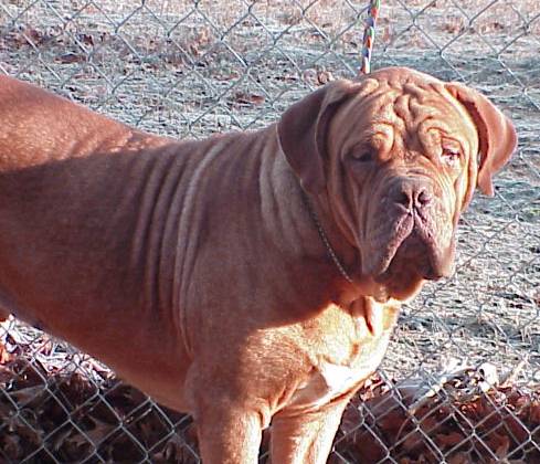 Dakota Dospilos (FCI #: MET720702) | Dogue de Bordeaux 