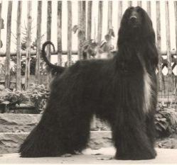 Coastwind Obsidian | Afghan Hound 