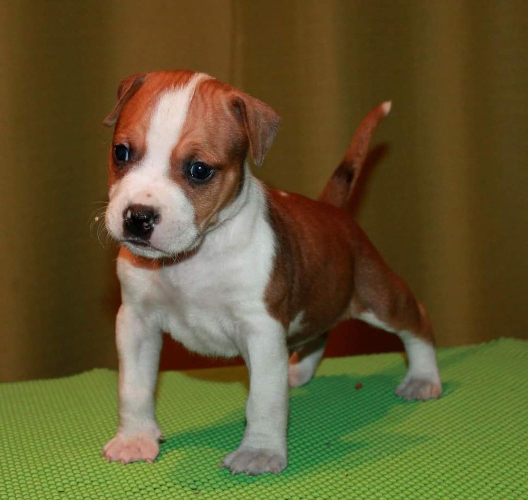 Road Show Rockstone | American Staffordshire Terrier 