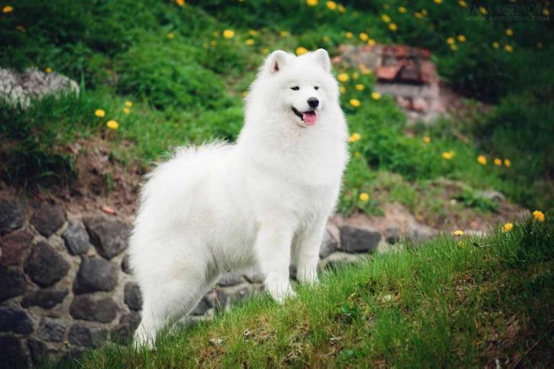 Lumière de la Vie Coral Blue | Samoyed 