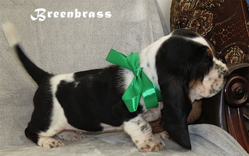 Total Commander Up To Now BREENBRASS | Basset Hound 