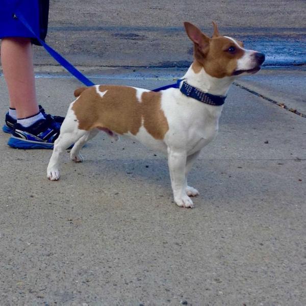 Aspen's Brown Rockin Wiley | Teddy Roosevelt Terrier 