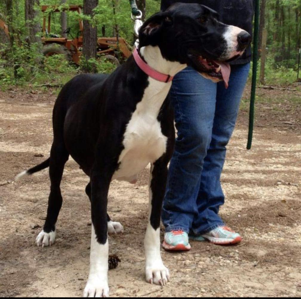 lady lilith St. John of Edinburg | Great Dane 