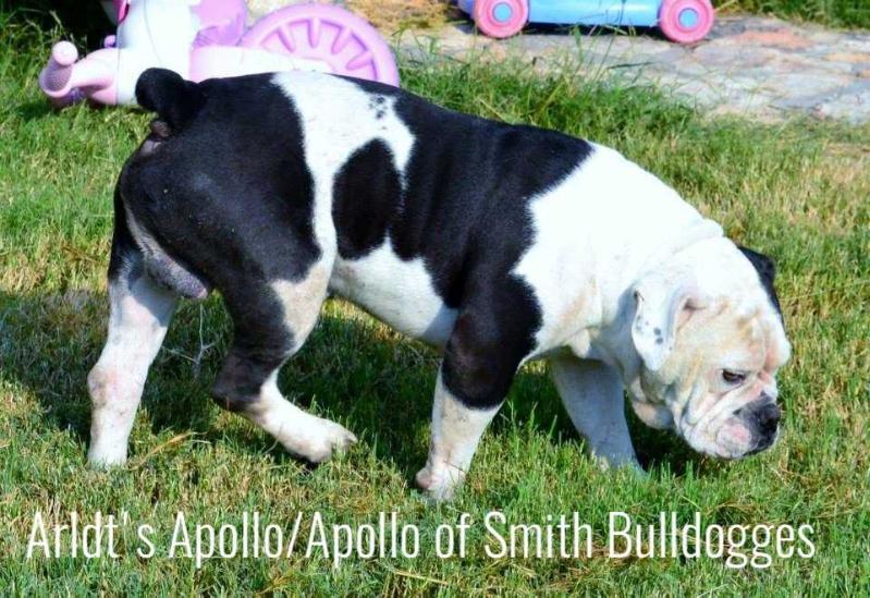 ARLDT'S Apollo | Olde English Bulldogge 