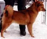 Jayenn's Paljon Poski | Finnish Spitz 