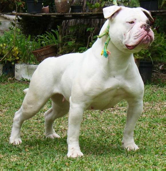 SUNSHINEBULLS' LIBRA | Olde English Bulldogge 