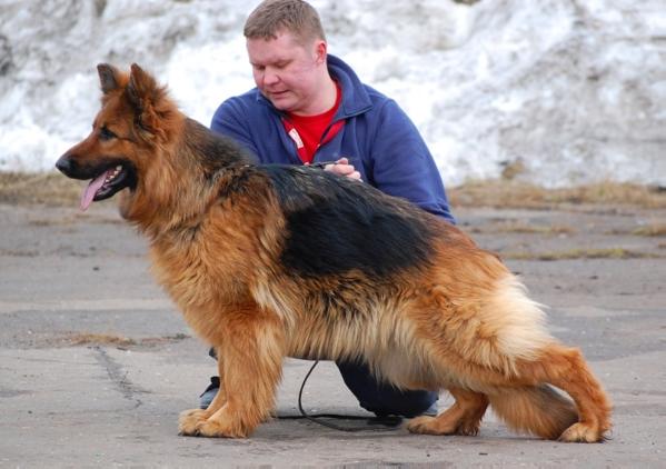 Zilber Wasserfall Zhazha | German Shepherd Dog 