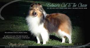 Belmars Cut To The Chase | Shetland Sheepdog 