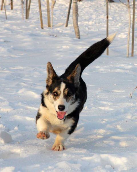 SIRIN HRIZANTEMA | Cardigan Welsh Corgi 