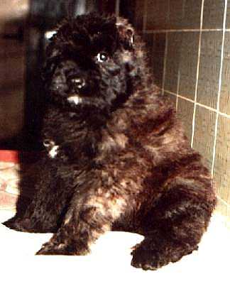 Bonja Zierce v.d. Cerberushof | Bouvier des Flandres 