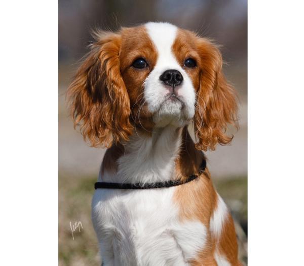 Izzy Z Klanu Zlosnicy Taurunum Angels | Cavalier King Charles Spaniel 