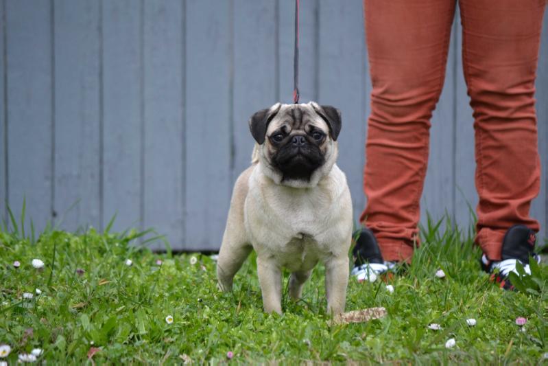 Dora Golden Pack | Pug 