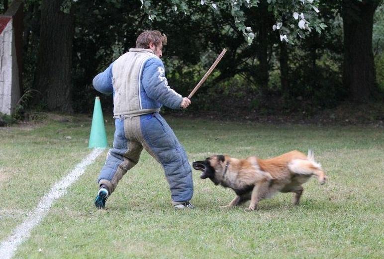 D'Jakson de Nelly des Beaux Peupliers | Belgian Tervuren 