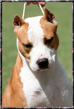 Fly Step Kick Power | American Staffordshire Terrier 