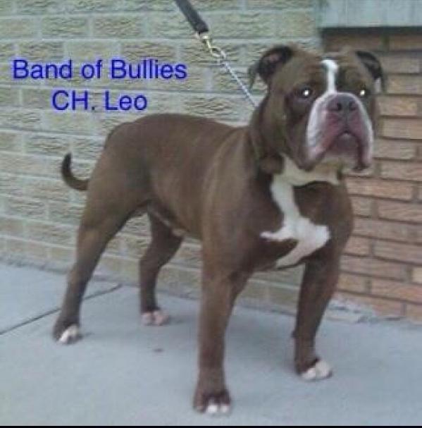 Band of Bullies Leo of Bullenbeisser's | Olde English Bulldogge 