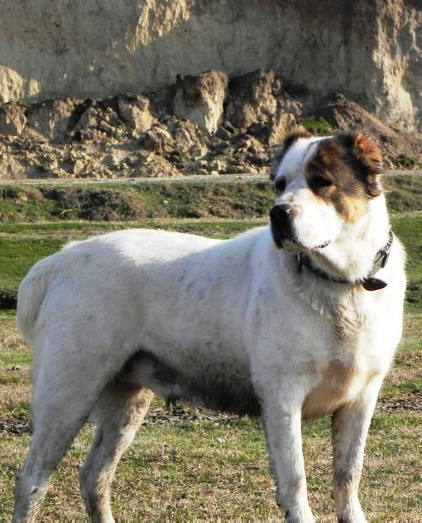 Bayra | Central Asian Shepherd Dog 
