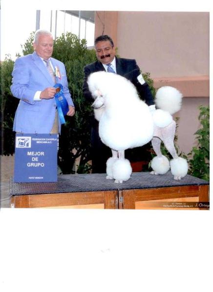 DOÑA JOSEFA (VELOZ) | Poodle 