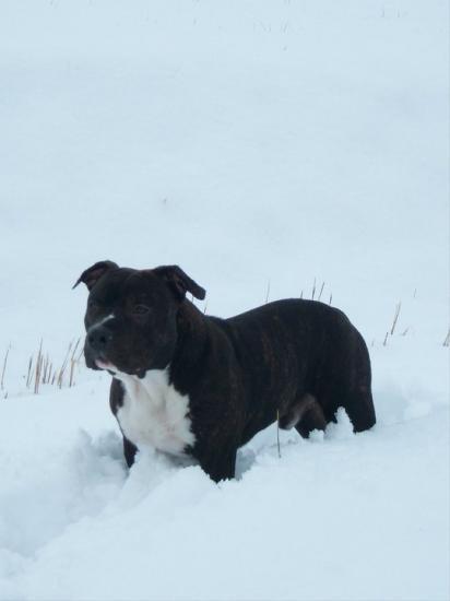 FINGERPRINT of Usual Suspect | American Staffordshire Terrier 
