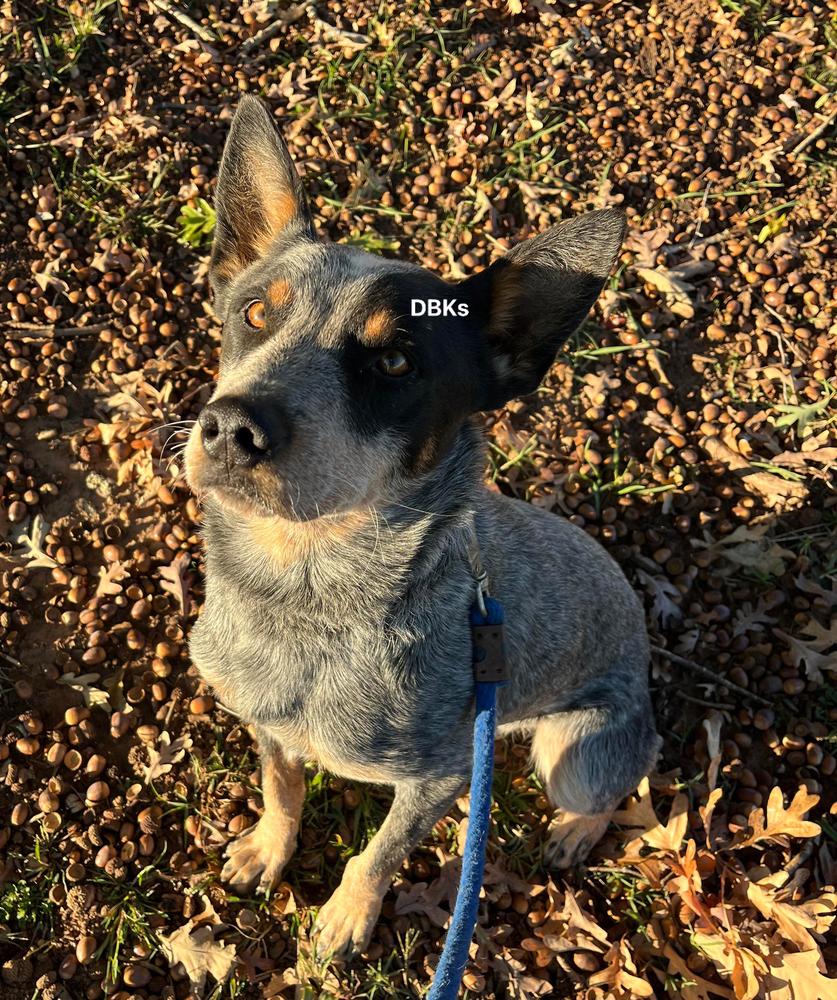 DBK’s Don’t Mess With My Toot Toot | Australian Cattle Dog 