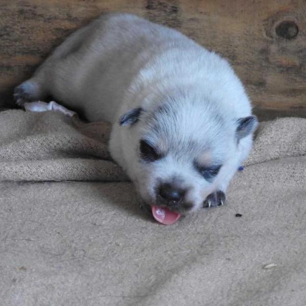 Tupac Amaru of Heeler Selivon | Australian Cattle Dog 