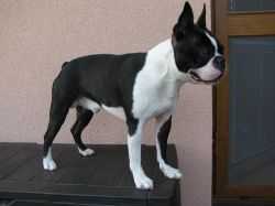 ALEKYNE PRO-NIKA | Boston Terrier 