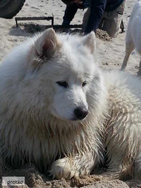 KELLY HONEY The Glow of the Snowy Star | Samoyed 