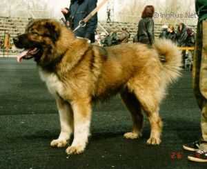 VAHKSH TIMUR | Caucasian Mountain Dog 