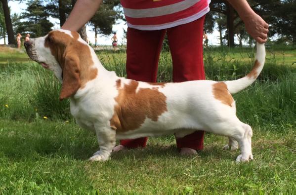 Bustassens Danny Kaye | Basset Hound 