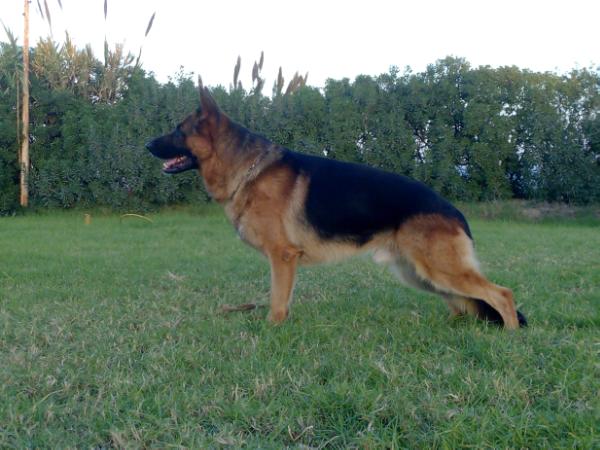 Dragon de l'Atakor | German Shepherd Dog 