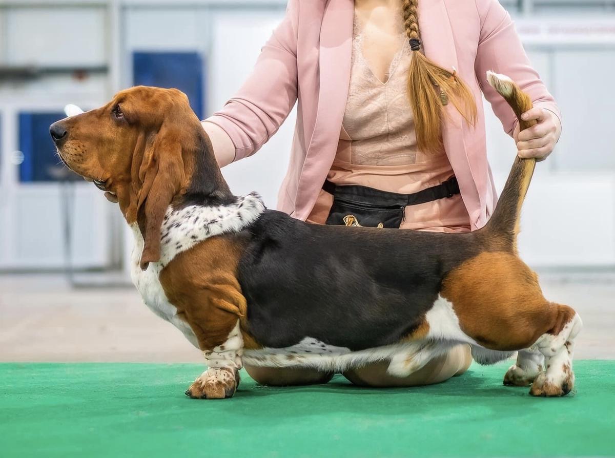 LAYLAP ZIPPER MAGIC | Basset Hound 