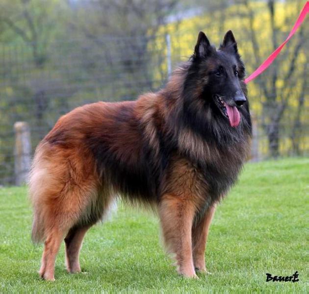 Igor du Domaine Ponti | Belgian Tervuren 