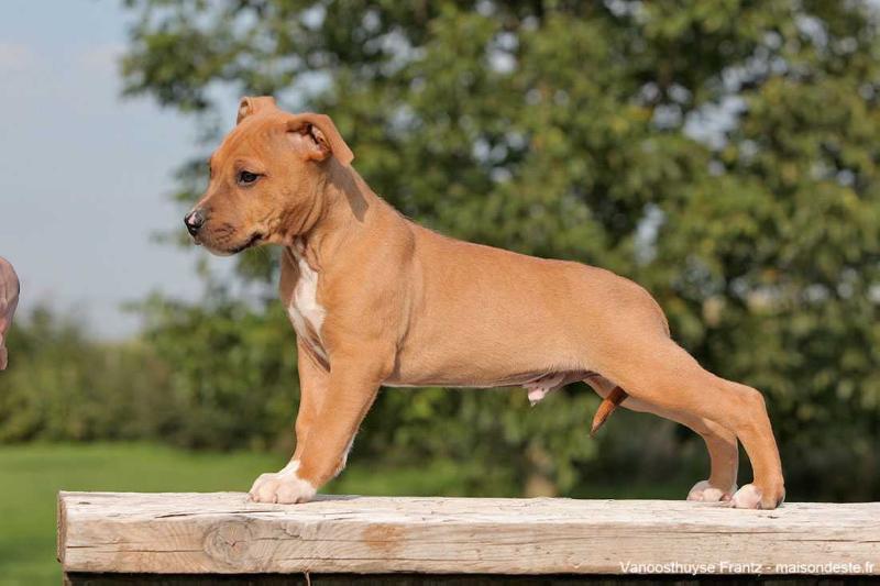 L'BOYKA de la Maison d'Este | American Staffordshire Terrier 