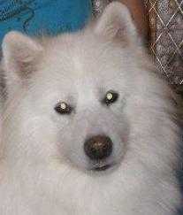 Belyi Volk Baryinya Boyaryinya | Samoyed 