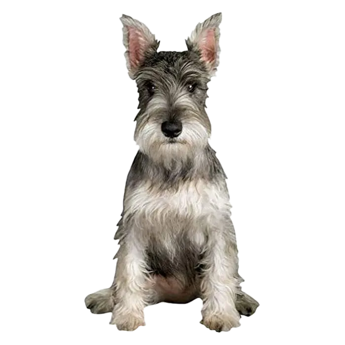 Miniature Schnauzer