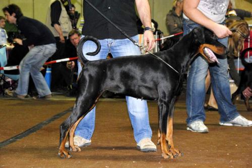 Jolie v. Royaert | Black Doberman Pinscher