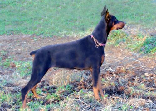 Trinity v. Wolf | Black Doberman Pinscher