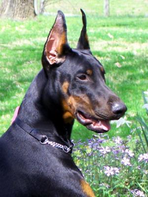 Trinity's Twilight Anticipation | Black Doberman Pinscher