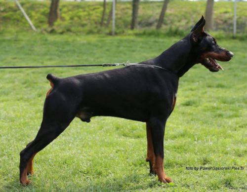 Santa Julf Russian Boy | Black Doberman Pinscher