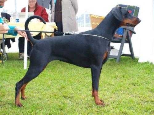 Dobergaarden Forever Caya Carisma | Black Doberman Pinscher