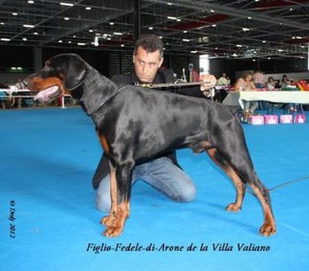 Figlio Fedele di Arone de la Villa Valiano | Black Doberman Pinscher