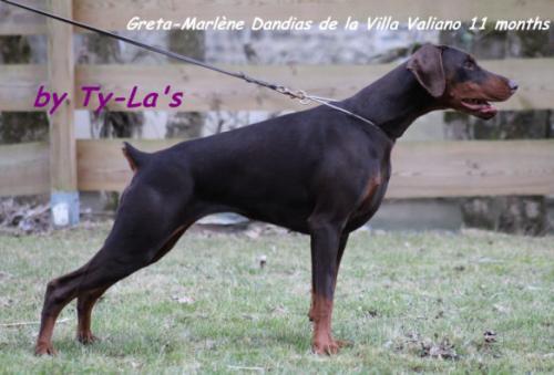 Greta-Marlène Dandias de la Villa Valiano | Brown Doberman Pinscher