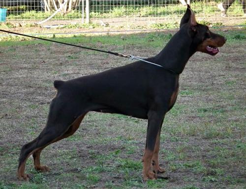 Taiss del Monte Aspro | Brown Doberman Pinscher