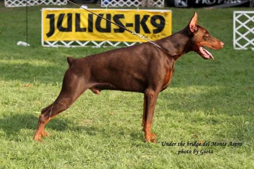 Underthebridge del Monte Aspro | Brown Doberman Pinscher