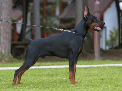 Graphic Line Nijinsky | Black Doberman Pinscher