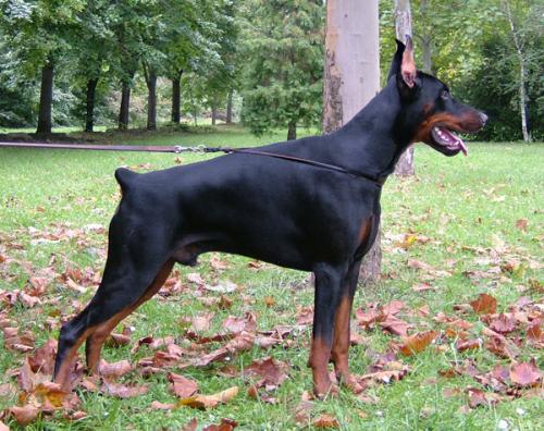 Graphic Line Nearco | Black Doberman Pinscher