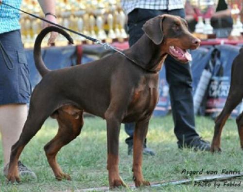 Asgard v. Fenris | Brown Doberman Pinscher