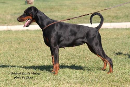 Pride of Russia Vishnja | Black Doberman Pinscher