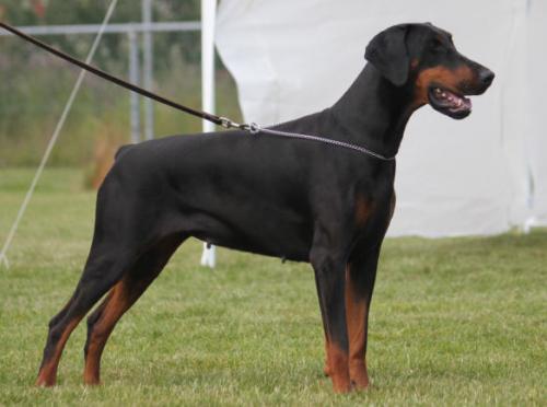 Imidz Dasha Dashenka | Black Doberman Pinscher