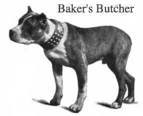 Baker's Butcher | American Pit Bull Terrier 
